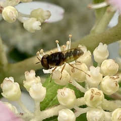 Hedriodiscus vertebratus