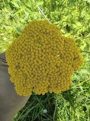 Achillea filipendulina