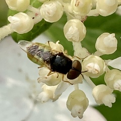 Hedriodiscus vertebratus