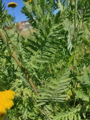 Achillea filipendulina