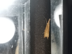 Metacrambus carectellus