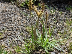 Plantago alpina