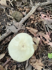 Amanita