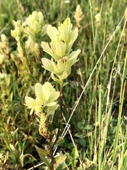 Castilleja septentrionalis