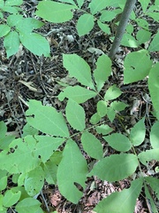 Carya cordiformis