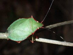 Chlorocoris distinctus
