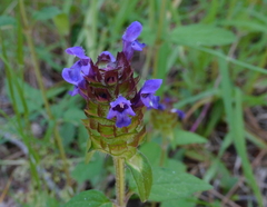 Prunella grandiflora