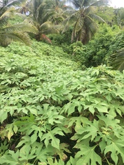 Tacca leontopetaloides