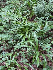 Hymenocallis occidentalis