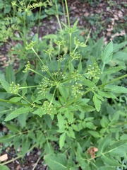 Thaspium trifoliatum