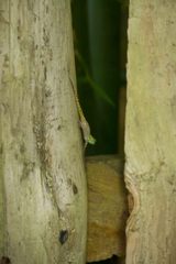 Anolis