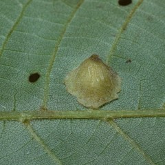 Caryomyia conoidea