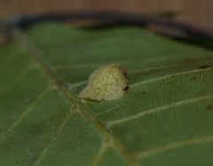 Caryomyia conoidea