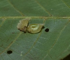 Caryomyia conoidea