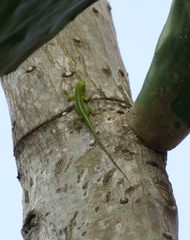 Anolis