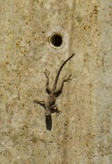 Anolis distichus