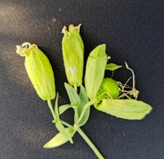 Silene procumbens