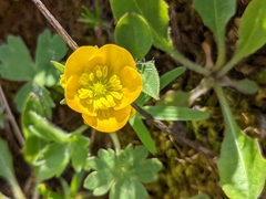 Ranunculus montanus