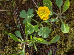 Ranunculus montanus