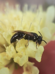 Hylaeus confusus
