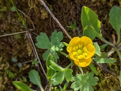 Ranunculus montanus