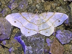 Trigrammia quadrinotaria