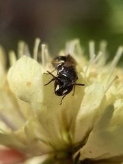 Hylaeus confusus