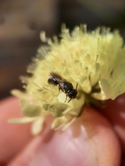Hylaeus confusus