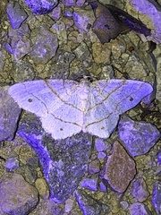 Trigrammia quadrinotaria