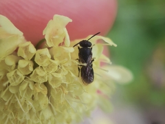 Hylaeus confusus