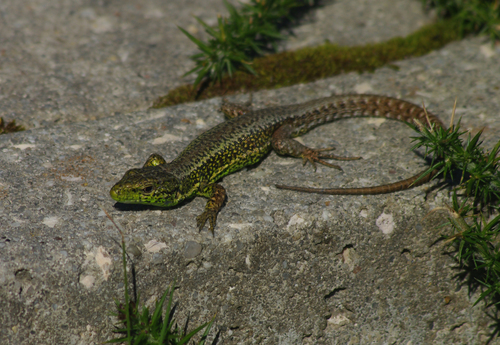 Iberian Rock Lizard, photo 7 of 7