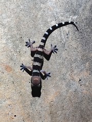 Hemidactylus whitakeri