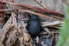 Plesiophthalmus davidis