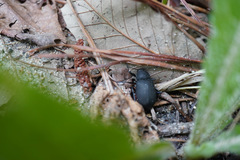 Plesiophthalmus davidis