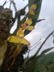 Maxillaria porrecta