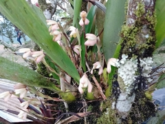 Maxillaria porrecta