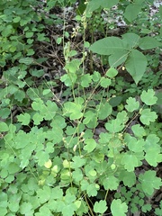 Thalictrum dioicum
