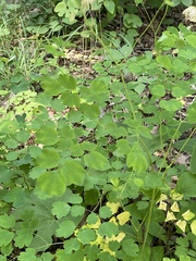 Thalictrum dioicum