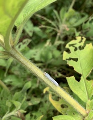 Monostegia