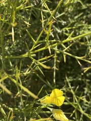 Stauracanthus spectabilis