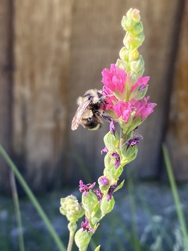 iNaturalist observation photo of Vancouver Bumble Bee