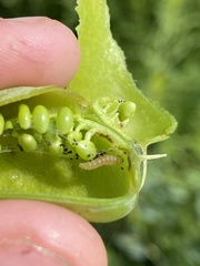 Trichapion rostrum