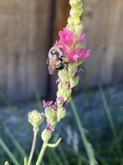 Bombus vancouverensis