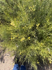 Stauracanthus spectabilis