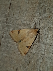 Heliothis peltigera