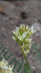 Astragalus bolanderi
