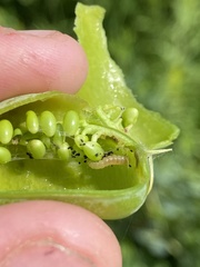 Trichapion rostrum