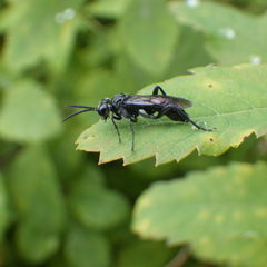 Macrophya trisyllaba