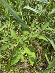 Physalis longifolia subglabrata