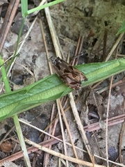 Olethreutes nigranum